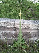 Verbascum phlomoides sl 1.jpg