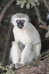 Vervet monkey Krugersdorp game reserve (5657678441).jpg