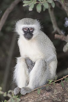 Vervet monkey Krugersdorp game reserve (5657678441).jpg