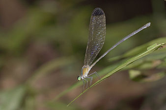 Black-tipped Forest Glory Vestalis apicalis, female