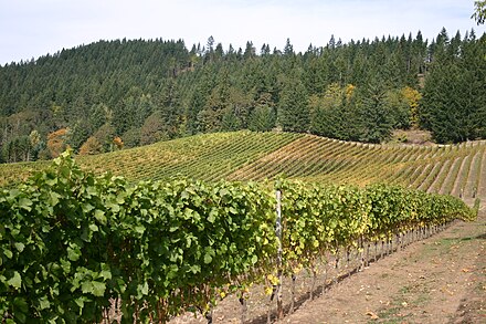 Vineyard in Willamette Valley