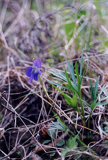 Viola pedatifida