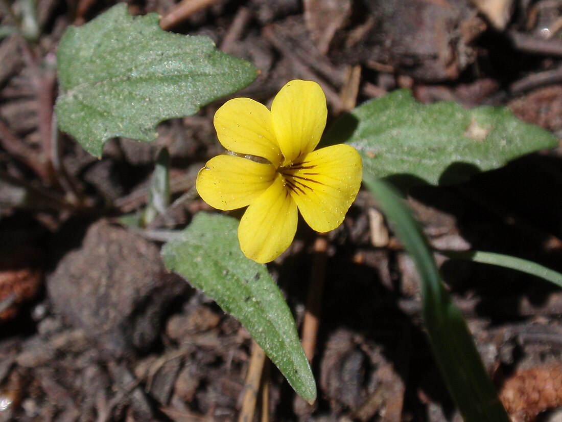 Viola pinetorum