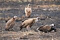 Vultures with head