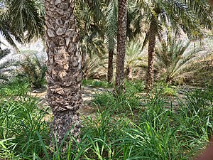 Wadi Sidr Date Grove.jpg