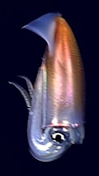 <i>Walvisteuthis</i> Genus of squids