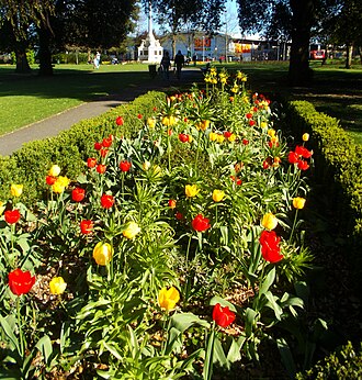 Flower bed of tulips in Manor Park War Memorial, Manor Park, SUTTON, Surrey, Greater London (14).jpg