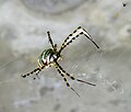 * Nominācija Wasp spider Radès forest. By User:Smailtn --TOUMOU 08:14, 8 June 2024 (UTC) * Atteikums  Oppose Noisy, low detail --WildMouse76 21:25, 8 June 2024 (UTC)