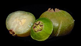 Fruta do cambuci: na esquerda/direita é o fruto maduro e no centro é o fruto verde