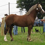 Welsh Pony and Cob - Wikipedia