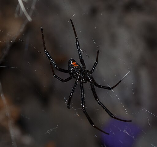 Western Black Widow (Latrodectus hesperus)