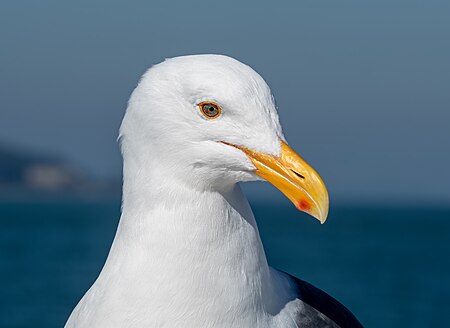 ไฟล์:Western gull (77528).jpg