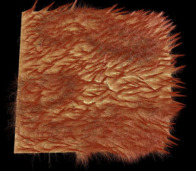 File:Wet Fur - CGI.jpg