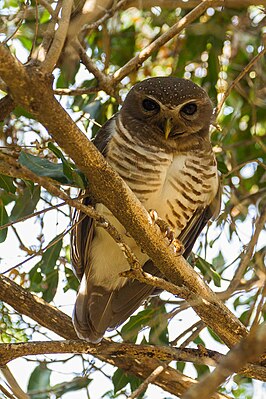 Madagascar owl (Ninox superciliaris)