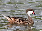 White-cheeked Pintail RWD.jpg