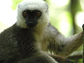 Lemur im Nationalpark