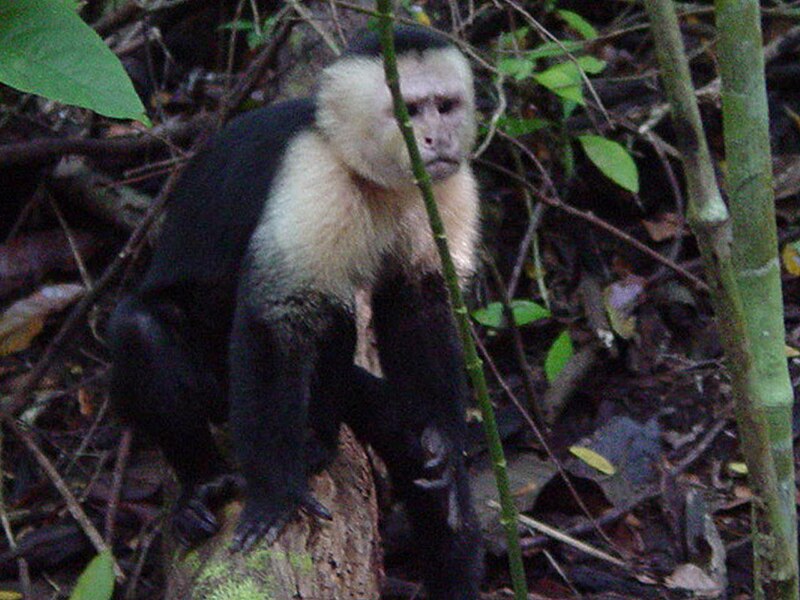 File:White-headed capuchin at Manuel Antonio National Park, Costa Rica.jpg