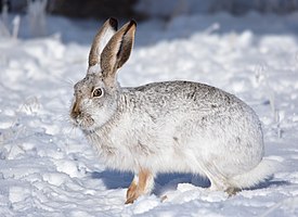 Lepre dalla coda bianca su Seedskadee National Wildlife Refuge (25556841277).jpg