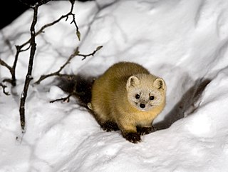 <span class="mw-page-title-main">Japanese marten</span> Species of carnivore