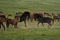 Wild horses2.jpg