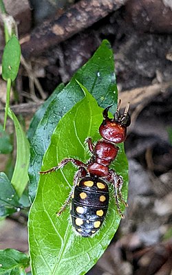 Wingless wasp Ferndale.jpg