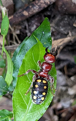 <i>Thynnus</i> Genus of wasps