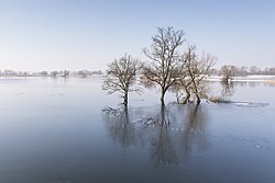 58. Platz: Lena vom Land mit geflutetem Polder im Winter bei Schwedt/Oder im Nationalpark Unteres Odertal in Brandenburg