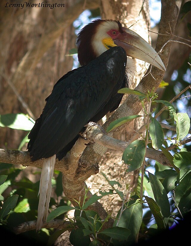 File:Wreathed_Hornbill_Aceros_undulatus_(Shaw,_1811)_(16354849735).jpg