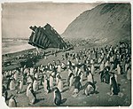 Pingviner och vraket av Gratitude vid Macquarieön 1911.
