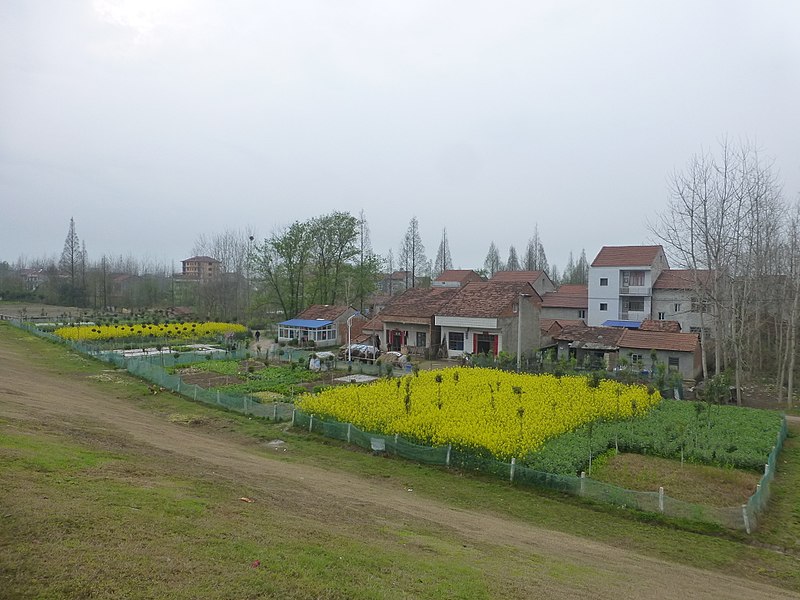 File:Xintan Town - on the levee - P1540375.JPG