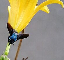 Xylocopa caerulea, the blue carpenter bee, engaged in nectar robbing Xylocopa Caerulea.jpg