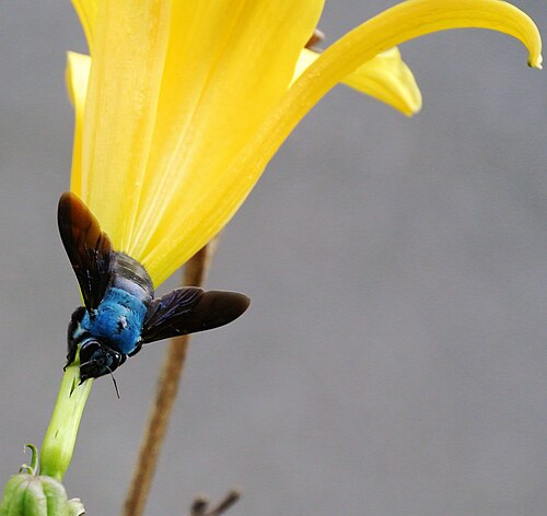 Blue bee. Пчела-плотник Xylocopa caerulea. Xylocopa caerulea. Xylocopa tenuiscapa. Шмель-плотник фиолетовый( Xylocopa violacea ).