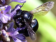 Xylocopa micans-female wings.jpg