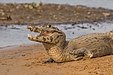 Yacare caiman Caiman yacare Brazil