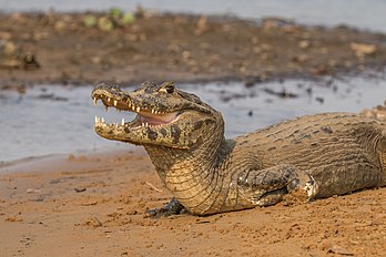 Jacaré-do-pantanal (Caiman yacare) no Pantanal, Brasil. (definição 4 771 × 3 181)