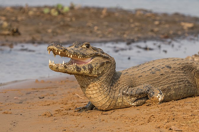 图为巴拉圭凯门鳄，摄于巴西的潘塔纳尔湿地。