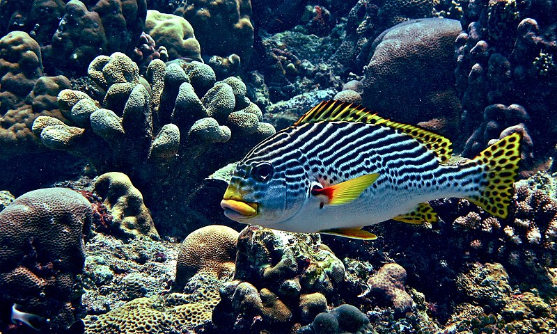 File:Yellow-banded Sweetlip (Plectorhinchus lineatus) (6055797367).jpg