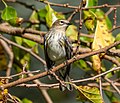 Thumbnail for File:Yellow-rumped warbler (25262).jpg