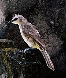 Jaune-ventilé-Bulbul-1.jpg