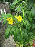 Thumbnail for File:Yellow trumpetbush (Tecoma stans) flowers and pods.jpg