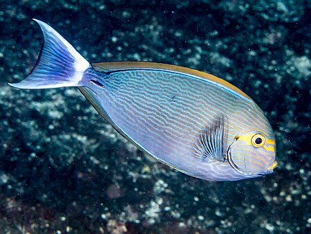 Acanthurus mata