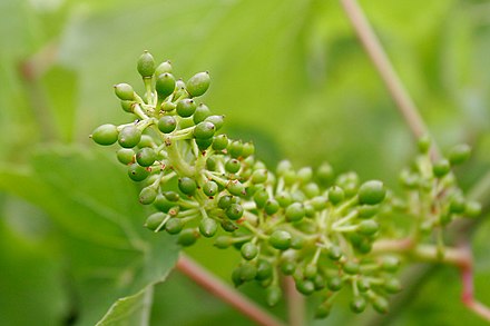 Young grapes are most susceptible to coulure right after flowering when they need vital carbohydrate resources in order to develop fully. Young grapes.jpg