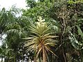 Yucca aloifolia marginata-1-yelagiri-vellore-India.jpg
