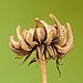 Zaaddoos van een goudsbloem (Calendula officinalis) 11-09-2020 (d.j.b.).jpg