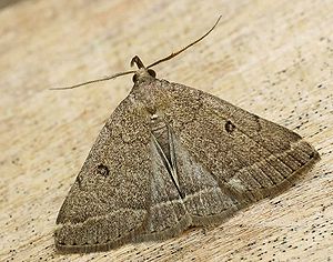 Rock Flurry Owl (Zanclognatha zelleralis)