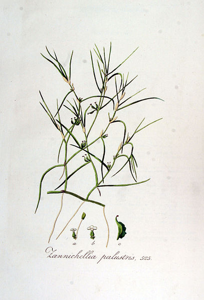 File:Zannichellia palustris — Flora Batava — Volume v7.jpg