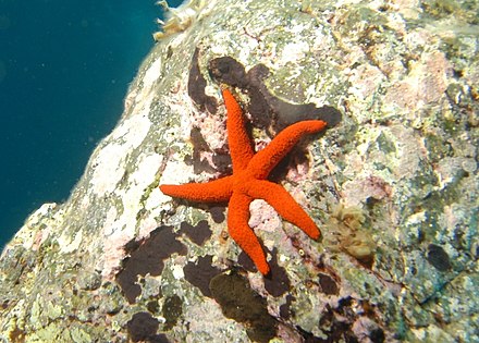 Порядок морской. Лусонский эхинастер. Spinulosida морские звезды. Морская звезда в Средиземном море. Морские звезды отряд семейство род вид.