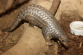 Chinees pangolin