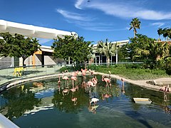 American flamingo exhibit