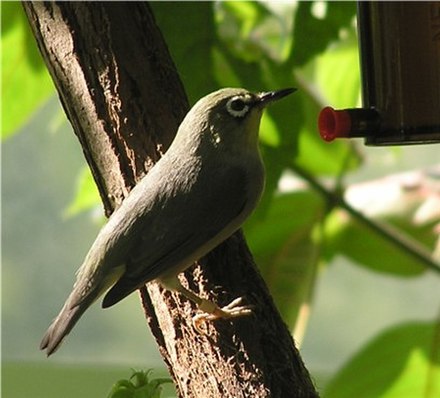 Indian white-eye, Zosterops palpebrosus